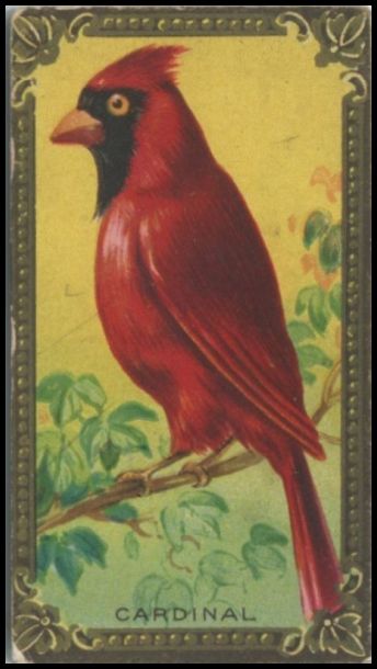 28 Cardinal